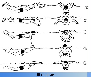 教你蝶泳技术详解