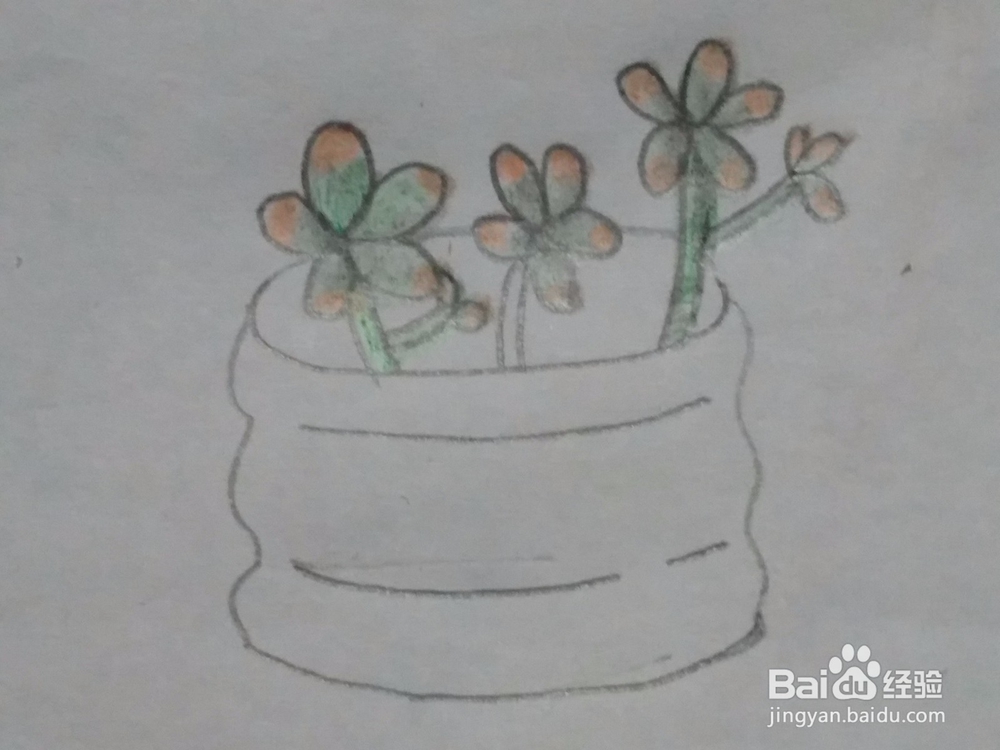 多肉 简笔画 绘画教程2