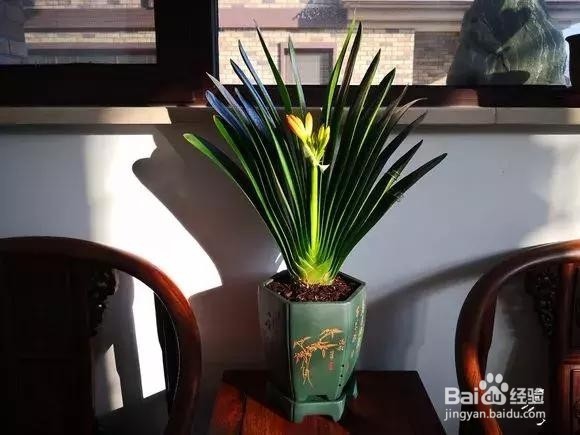 年后君子兰结果子,1个小技巧变成君子兰大户!