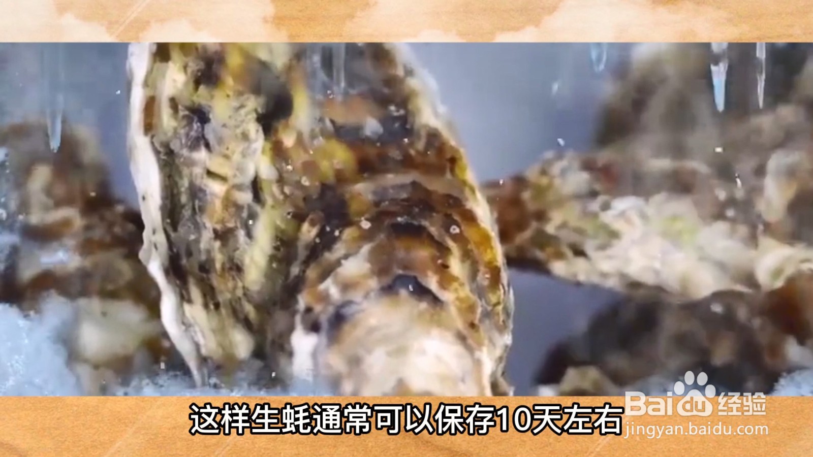 活生蚝怎么保存