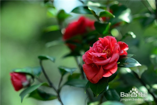 山茶花的养殖方法和注意事项都有什么?