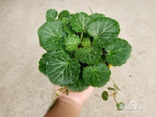 在卧室里面养这几种植物,让你一觉睡到天亮!