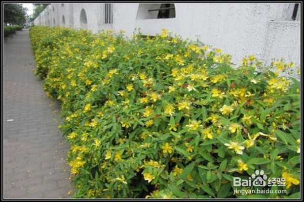 金丝梅应该怎么养？