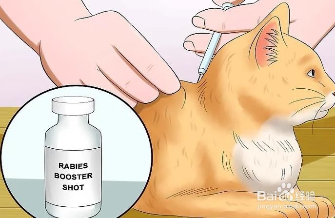 如何看猫是否有狂犬病