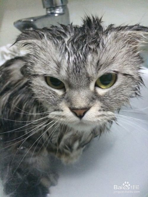 为什么猫不喜欢洗澡呢？