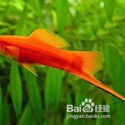 剑尾鱼的特性是什么 如何饲养