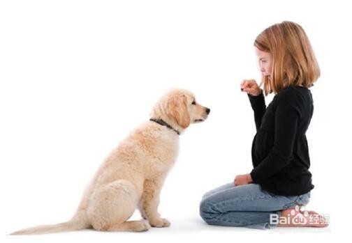 只要一招就让狗狗坐下