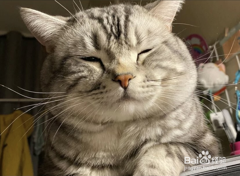 怎样给猫洗澡而且洗得干净