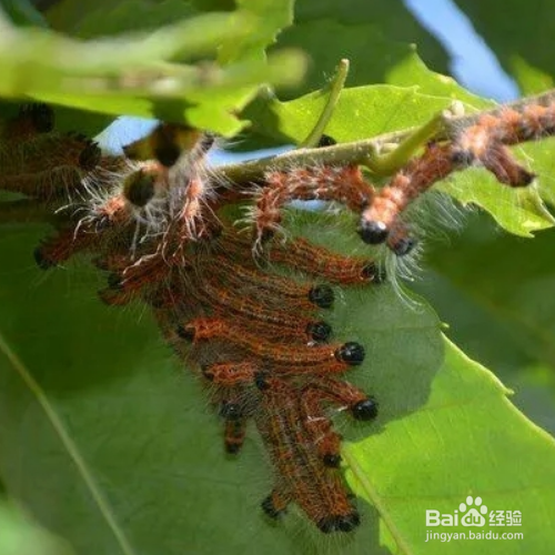 西府海棠的常见害虫及整治