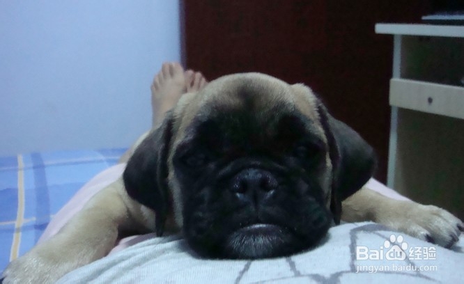 如何判断狗狗是否生病了？