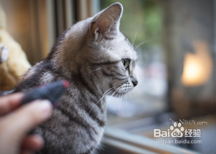 【台湾探店】复古混搭空间邂逅百变萌喵，自然醒咖啡公寓