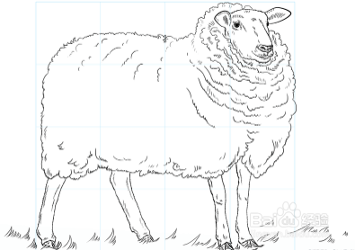 羊画法一步一步图片
