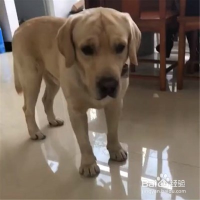 狗狗喜欢乱叫怎么办