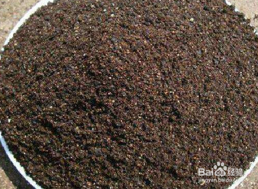 怎么养护酢浆草