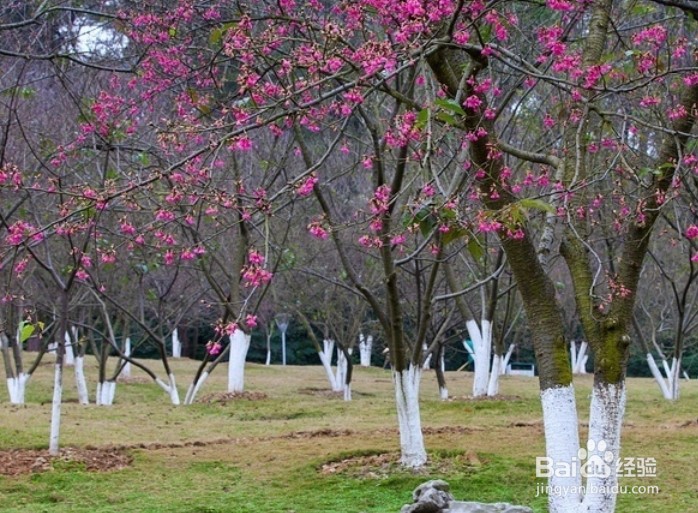 南宁800人扎堆赏樱花,如何安全赏樱花