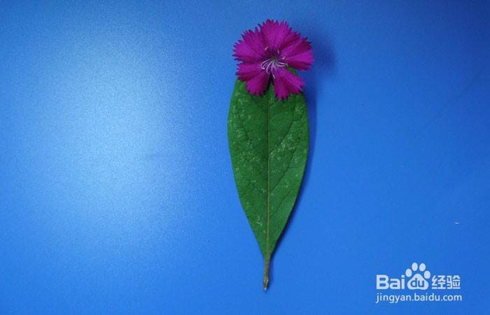 植物拼装画之欣赏花的美女