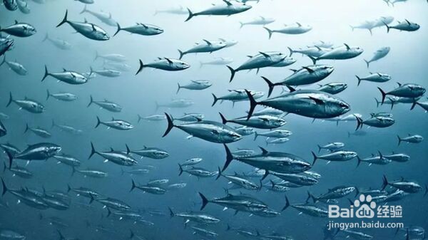 南极的鱼能在冰天雪地中健康成长主要因为体内
