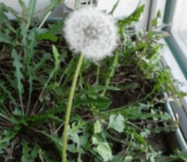 蒲公英花杆怎么处理