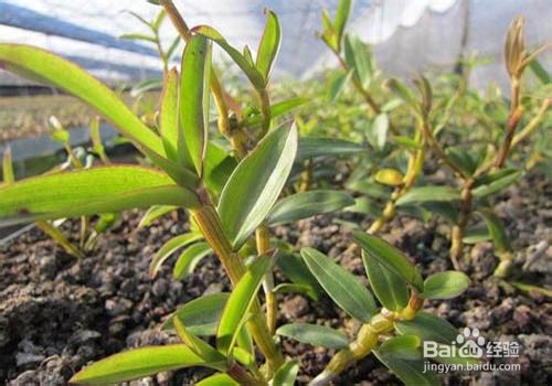 家中如何扦插石斛条