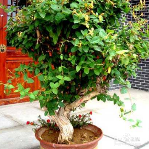 盆栽金银花的养殖方法和注意事项