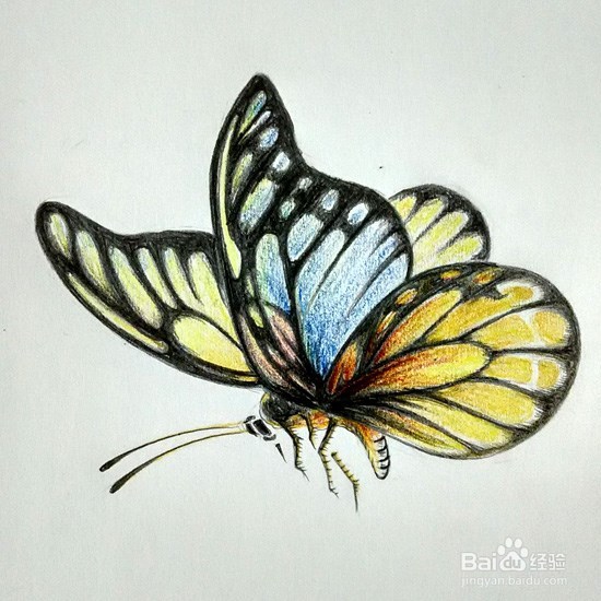 蝴蝶的画法-彩铅手绘