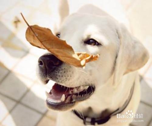 狗狗犬瘟细小医治全过程 狗狗呕吐 拉血 百度经验