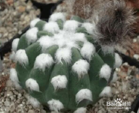 仙人掌品种大全图解