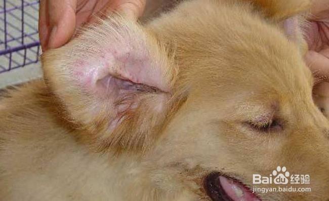 犬瘟热的治疗方法