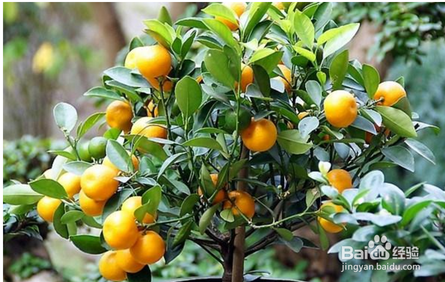 过年在家摆放什么鲜花好？