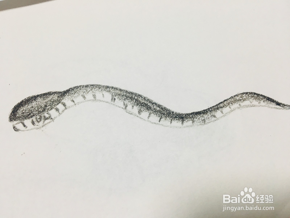 黑曼巴蛇怎么画