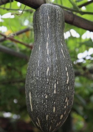 南瓜应该怎么挑选