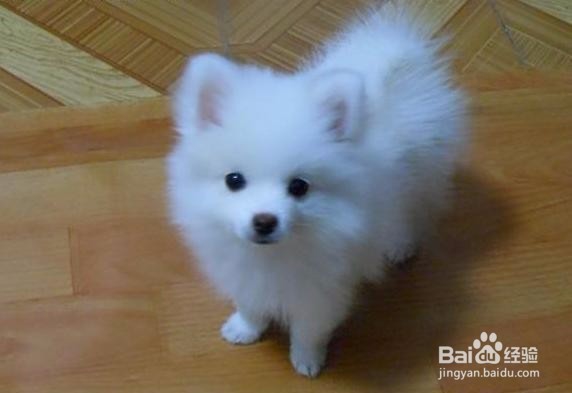 萨摩耶与银狐犬的外形区别