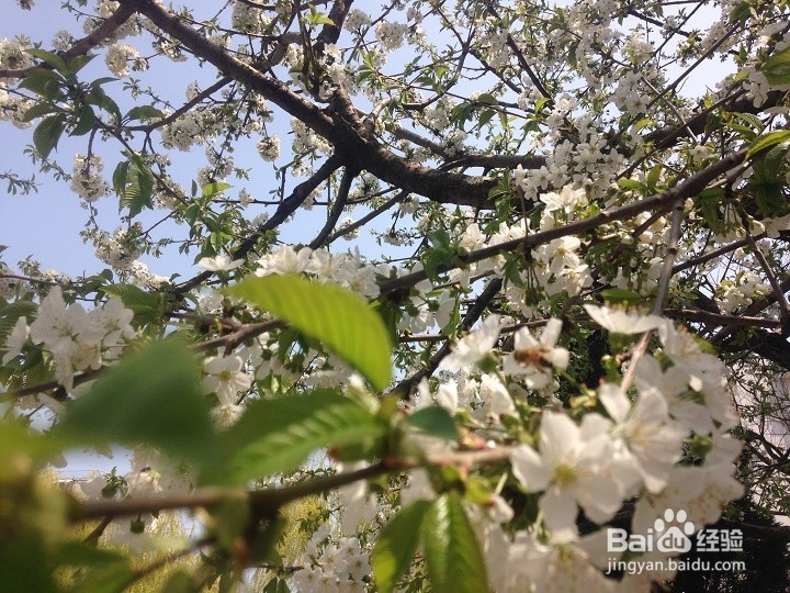 怎样用智能手机将植物花拍出一幅画