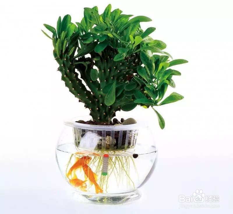 一到夏天,蚊虫不断,我猜你的植物该治病了!