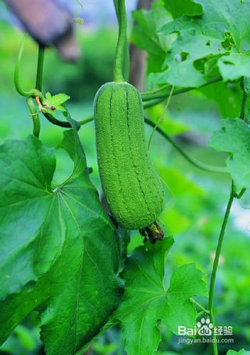 怎样自制蜂蜜面膜