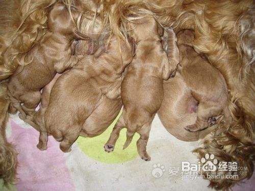 最简单的小狗断尾方法