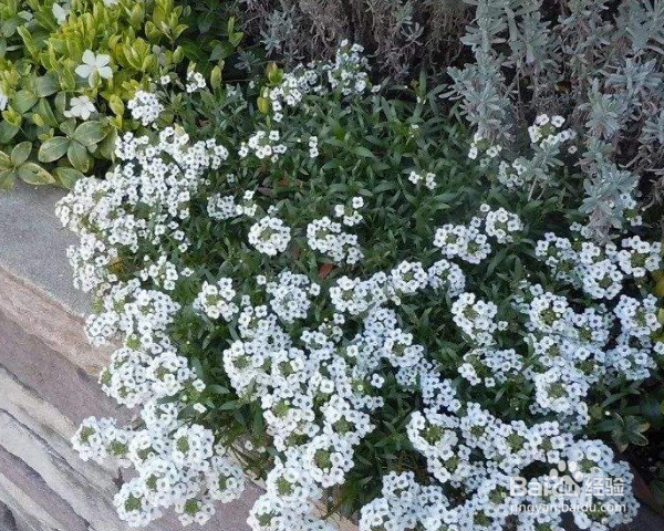 香雪球种植方法？