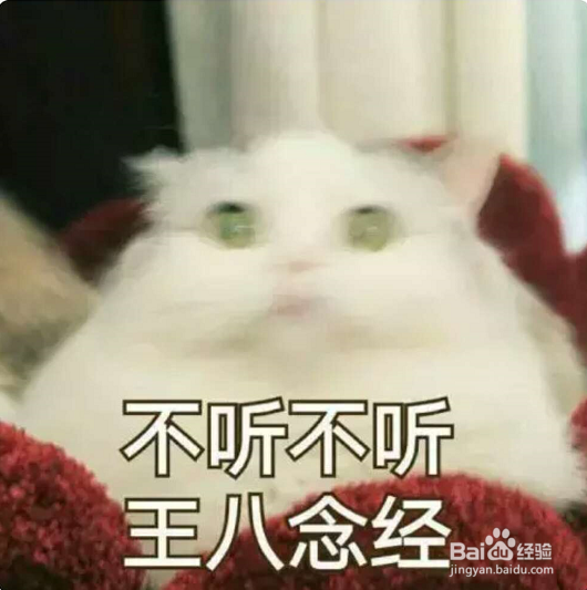 一到假期我的猫该怎么办呢