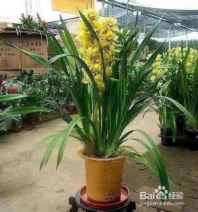 非常流行的年宵花,装饰家居美观寓意又好