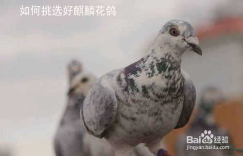 如何挑选好麒麟花鸽 百度经验 如何挑选好麒麟花鸽 百度经验