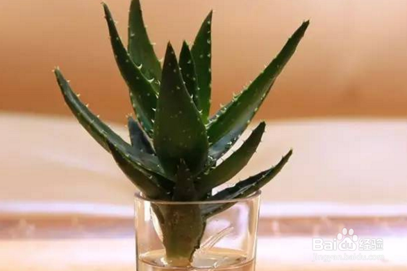 怎么水养鲜花？