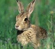 动物的分类方法有几种