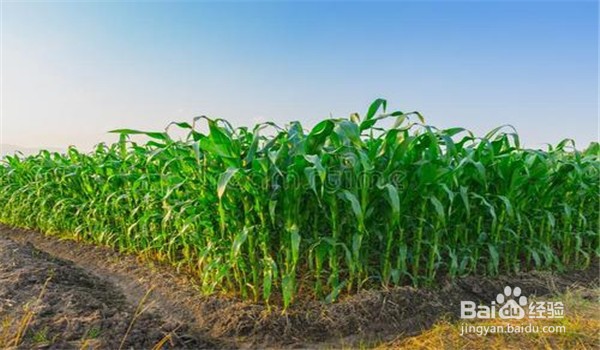 甜玉米的种植技术和管理方法
