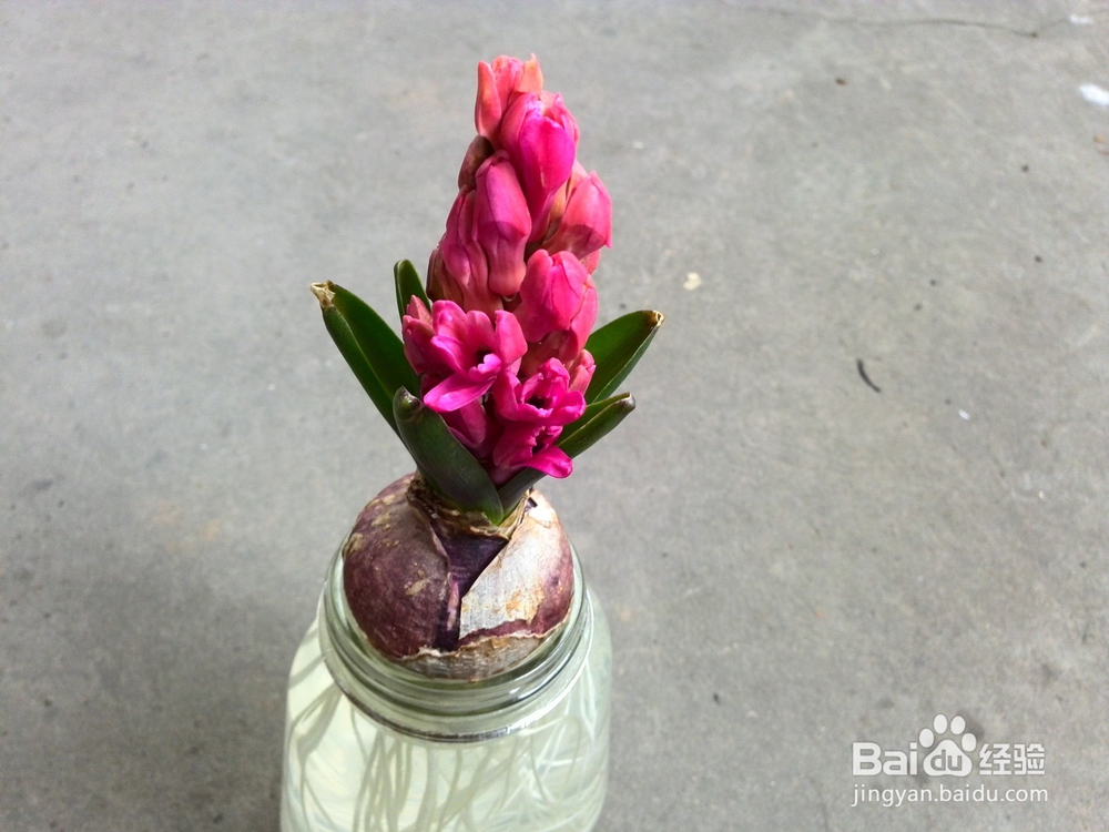 风信子水培和土培种植和注意事项