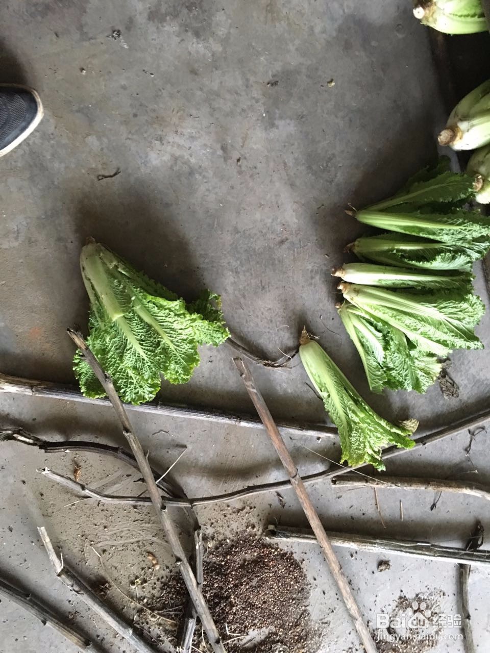 对于大白菜如何储存