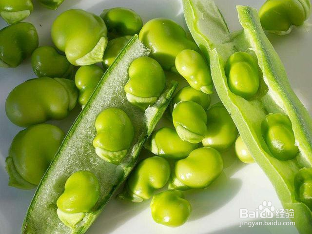 蚕豆的功效与作用是什么?