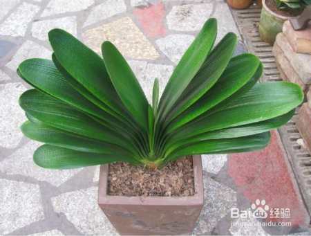 君子兰长得歪开花少颜值低,用这几招治愈你的养花强迫症