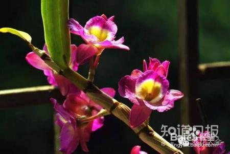 100种兰花品种图鉴，花开瞬间，艳冠群芳！