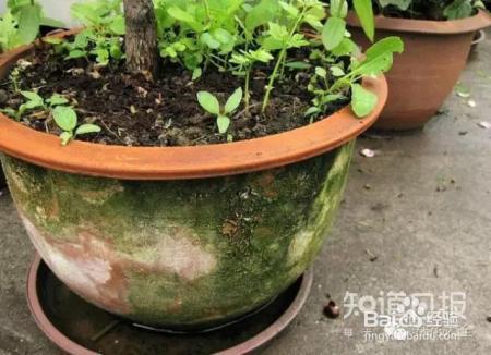 看花看叶看茎，花出了啥毛病，一眼就能看出来！