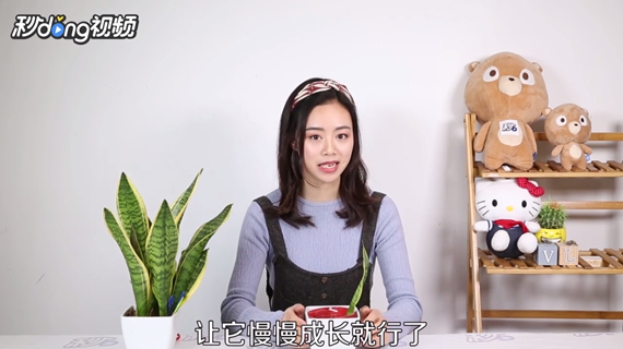 虎皮兰怎么繁殖